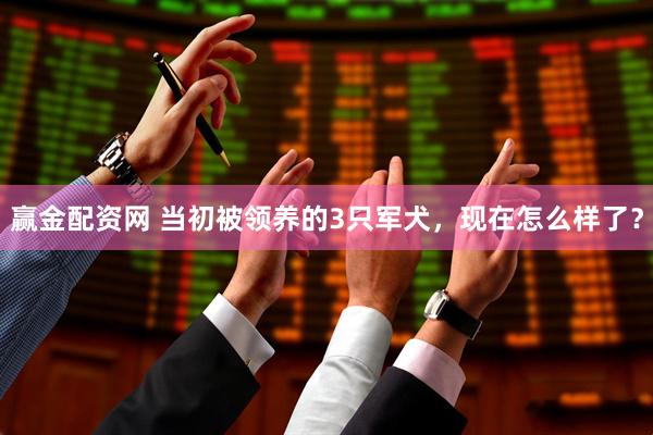 赢金配资网 当初被领养的3只军犬，现在怎么样了？